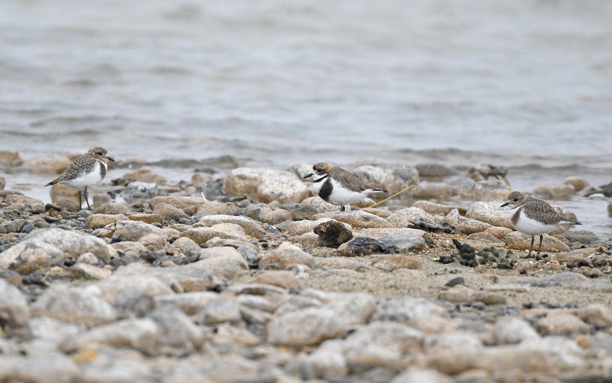 Two-banded Plover - ML620102167