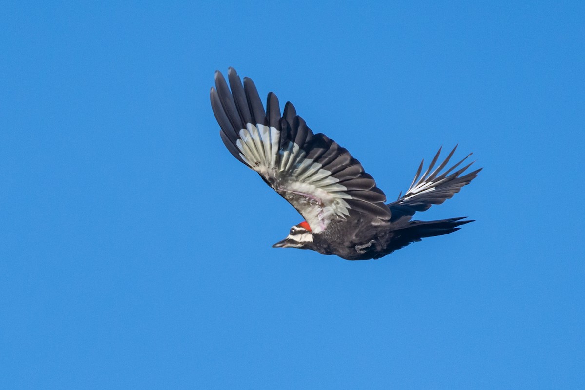 Pileated Woodpecker - ML620102171