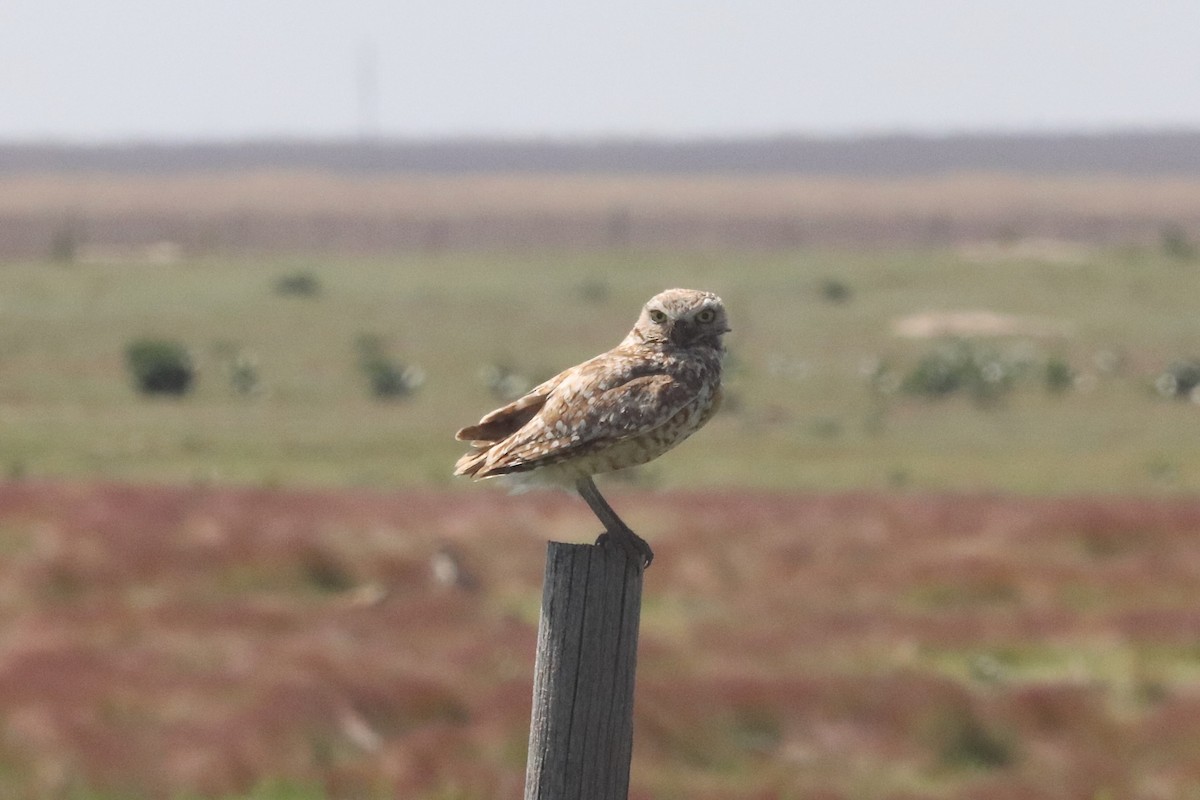 Burrowing Owl - ML620102174