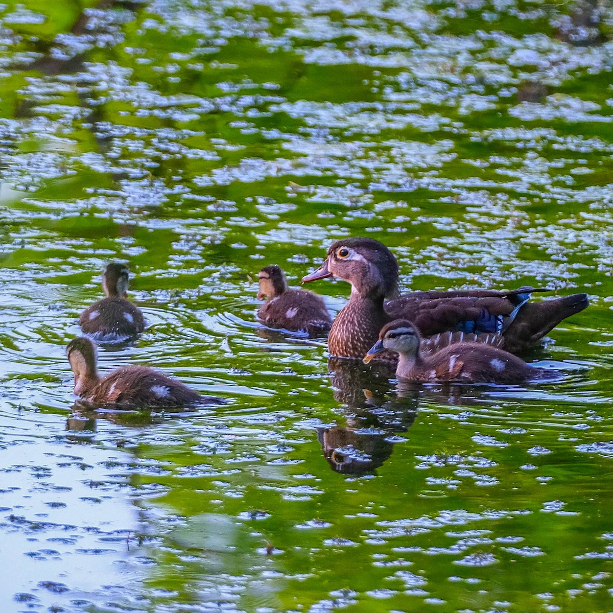 Wood Duck - ML620102186