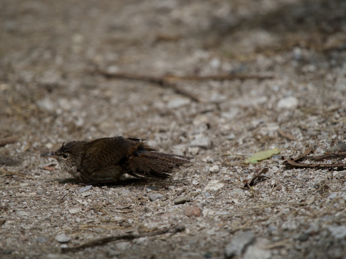 House Wren - ML620102190