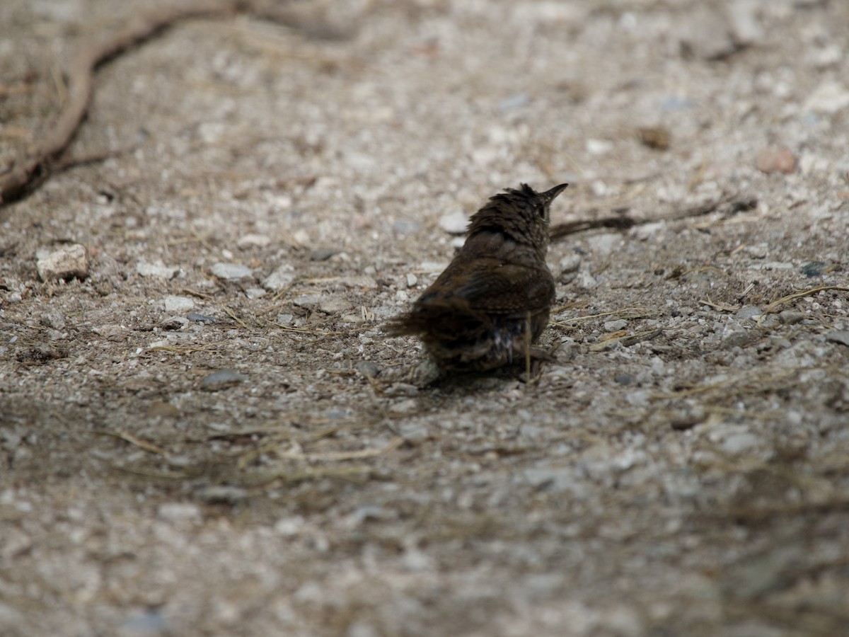 House Wren - ML620102193