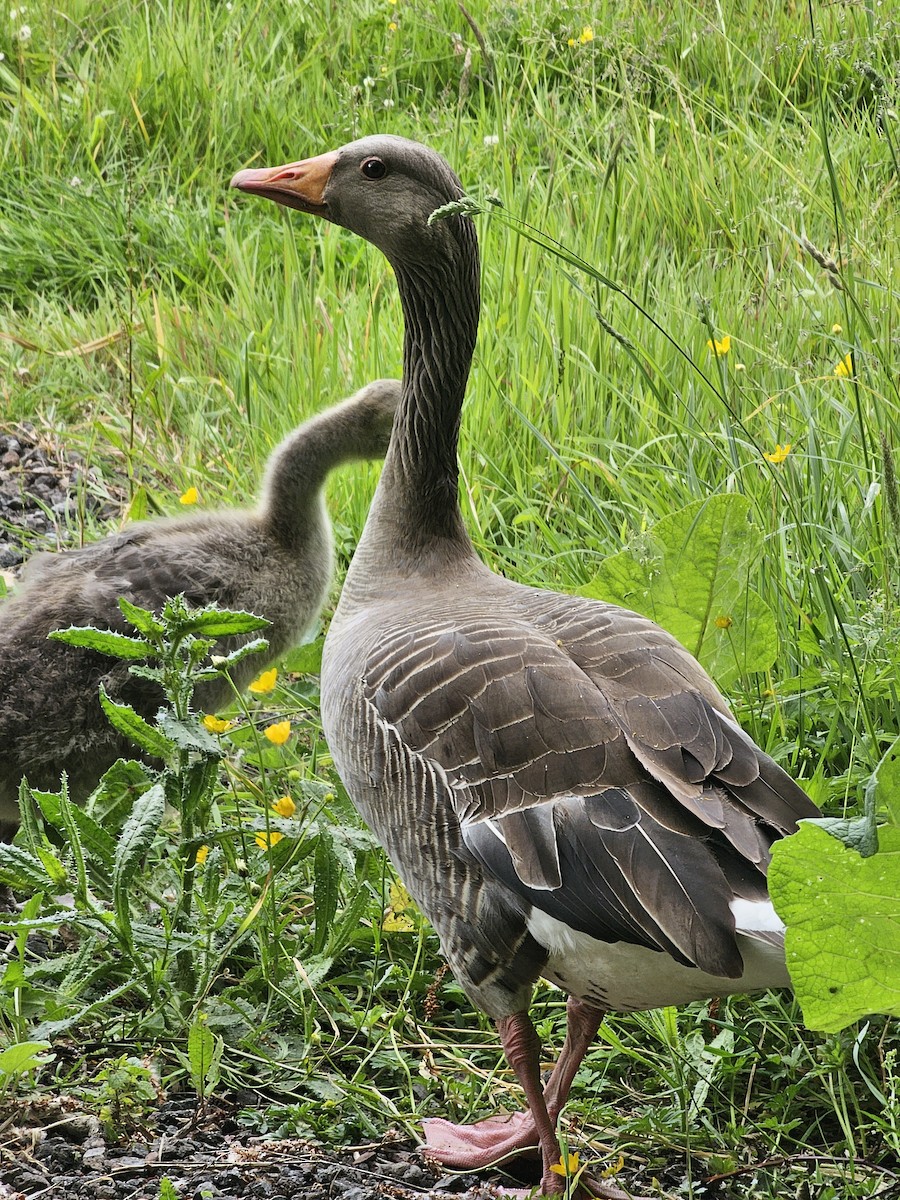 Graylag Goose - ML620102204