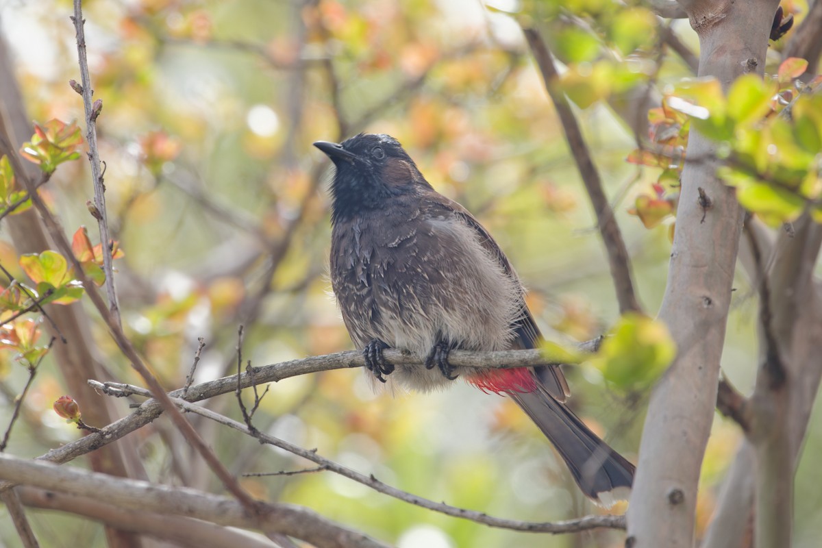 Red-vented Bulbul - ML620102206