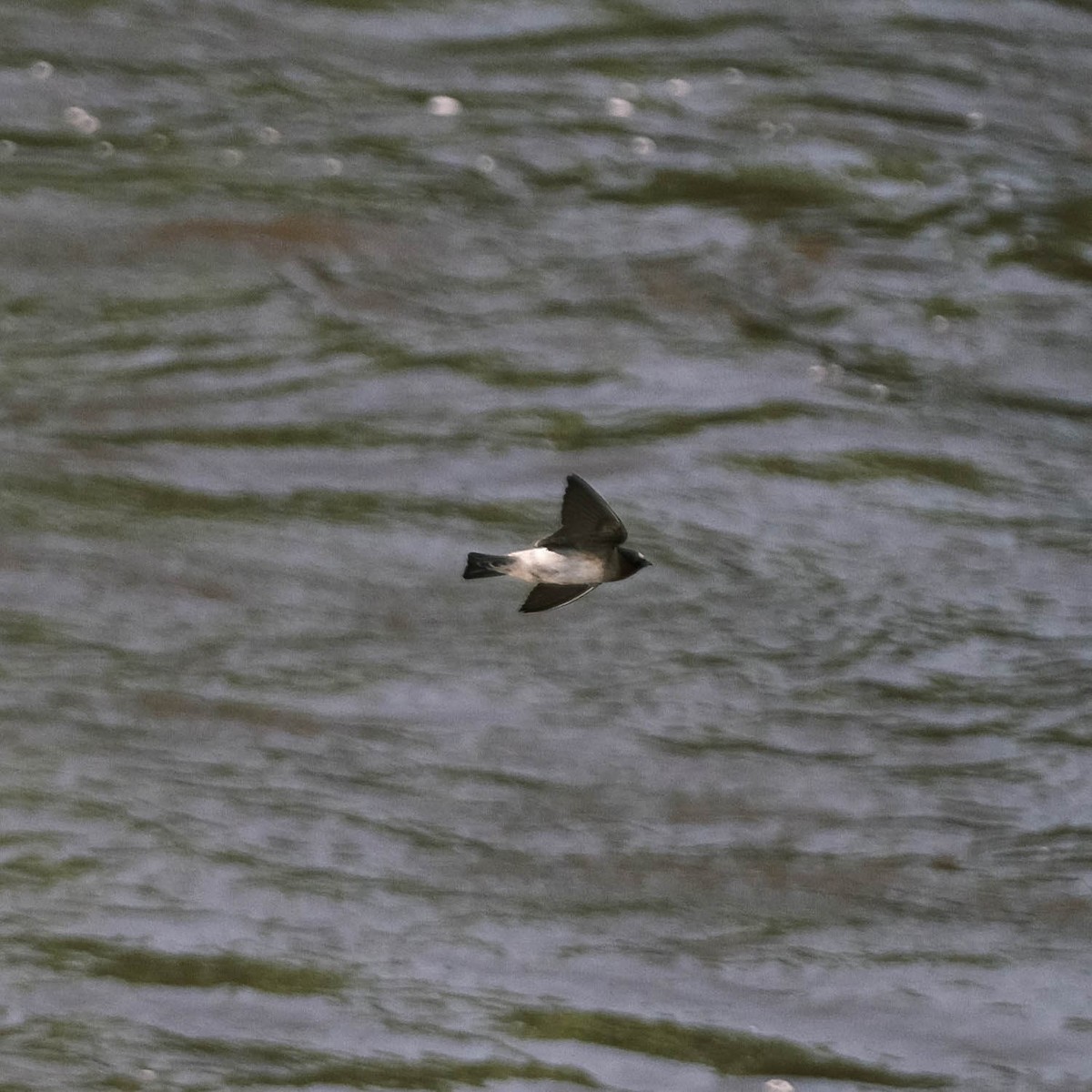 Cliff Swallow - ML620102212