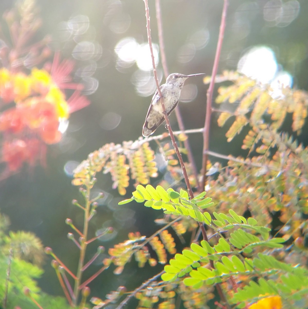 Anna's Hummingbird - ML620102219