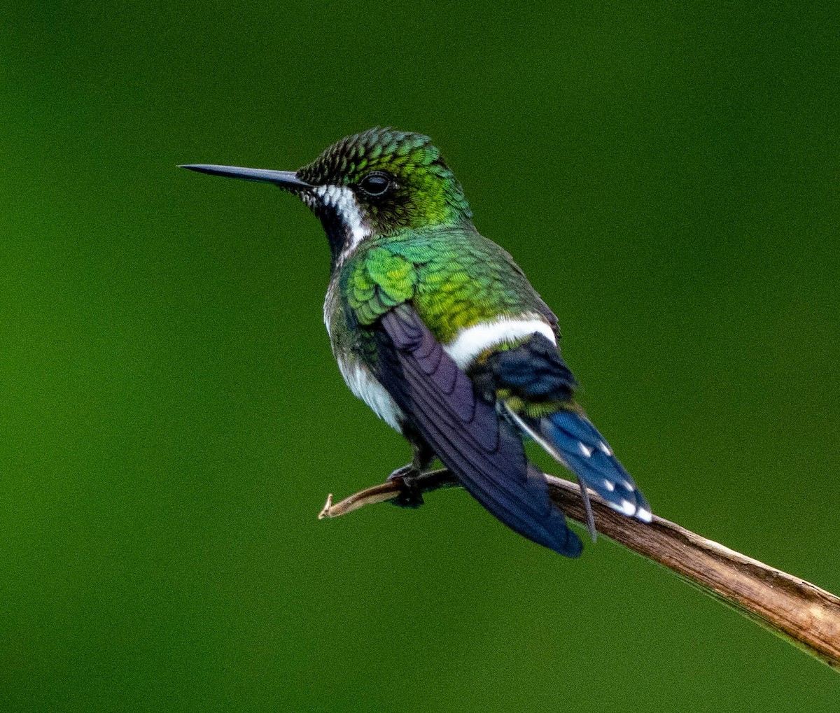 kolibřík trnoocasý - ML620102231
