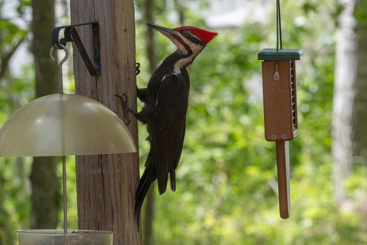 Pileated Woodpecker - ML620102238