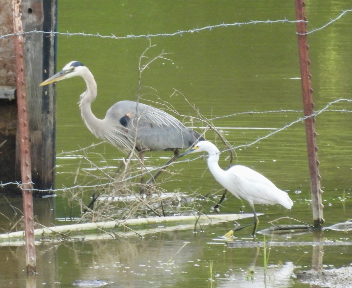 Snowy Egret - ML620102242