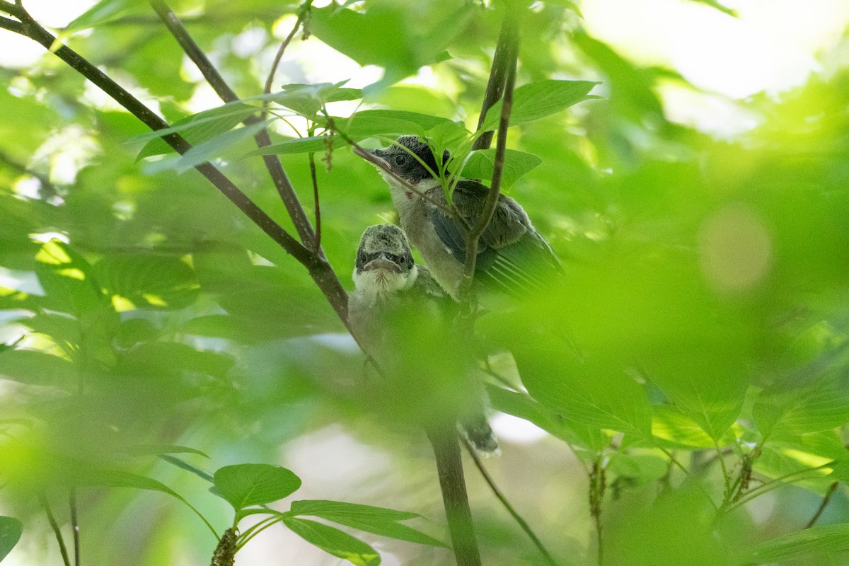 Azure-winged Magpie - ML620102248