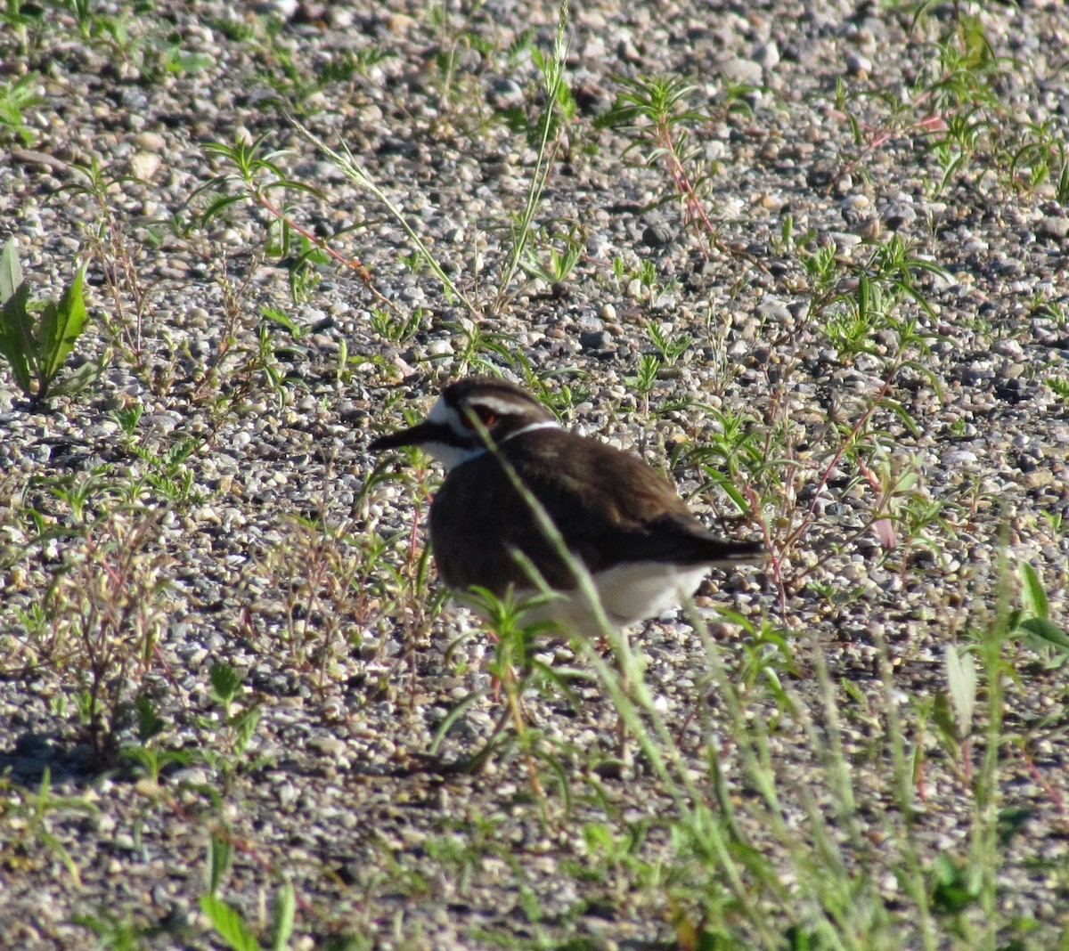 Killdeer - ML620102254