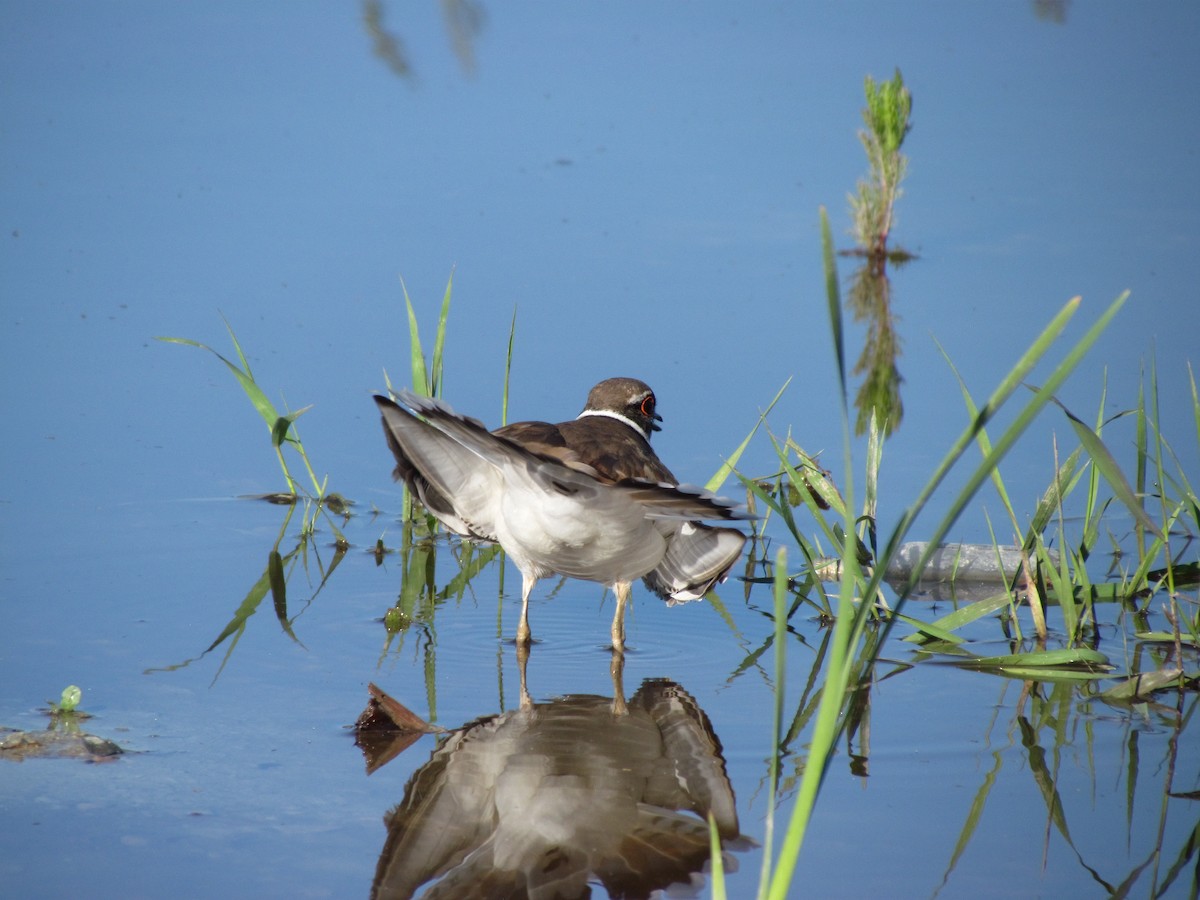 Killdeer - ML620102255