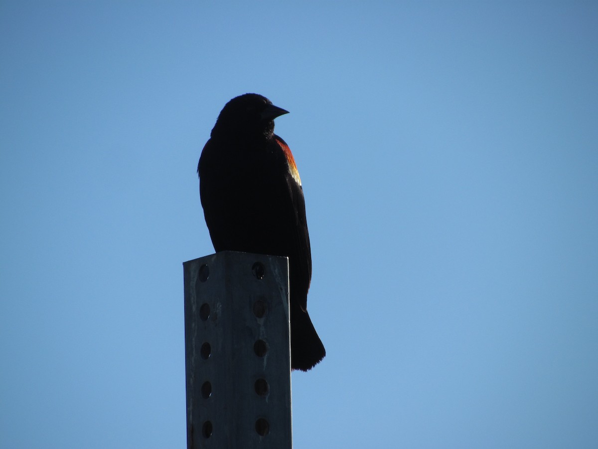 Red-winged Blackbird - ML620102269