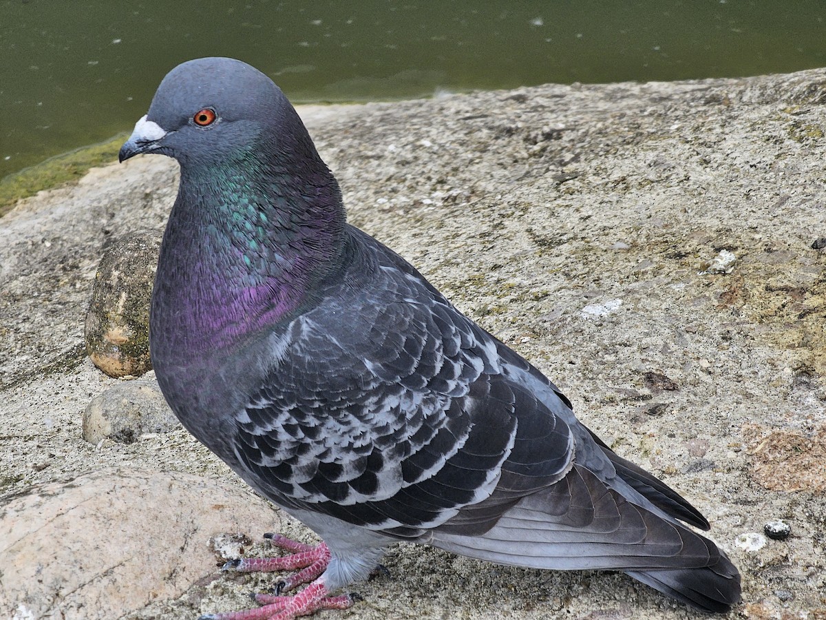 Rock Pigeon (Feral Pigeon) - ML620102271