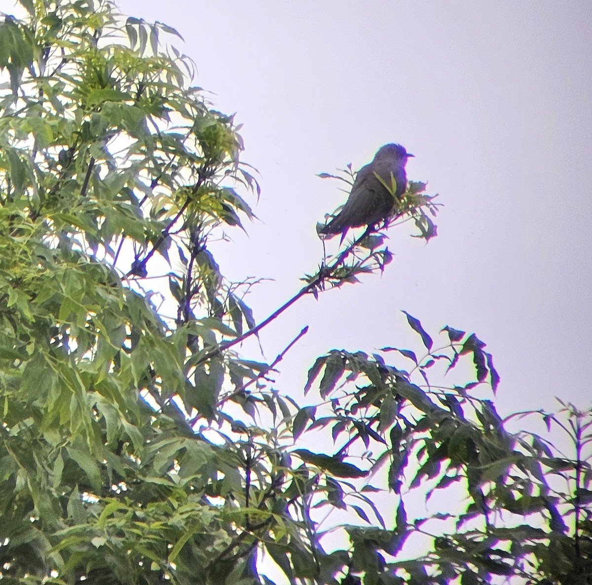 Common Cuckoo - ML620102274