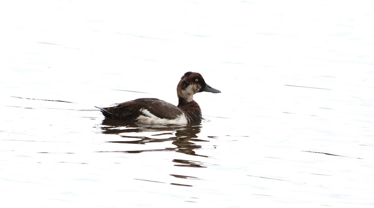 Greater Scaup - ML620102288