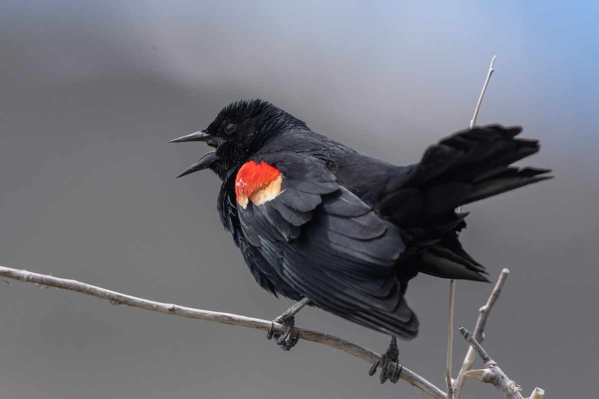 Red-winged Blackbird - ML620102340
