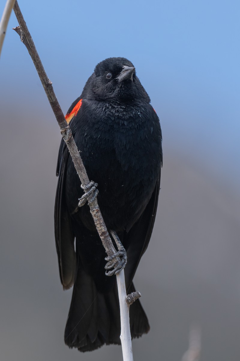 Red-winged Blackbird - ML620102341