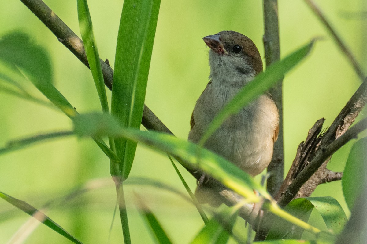 Eurasian Tree Sparrow - ML620102369