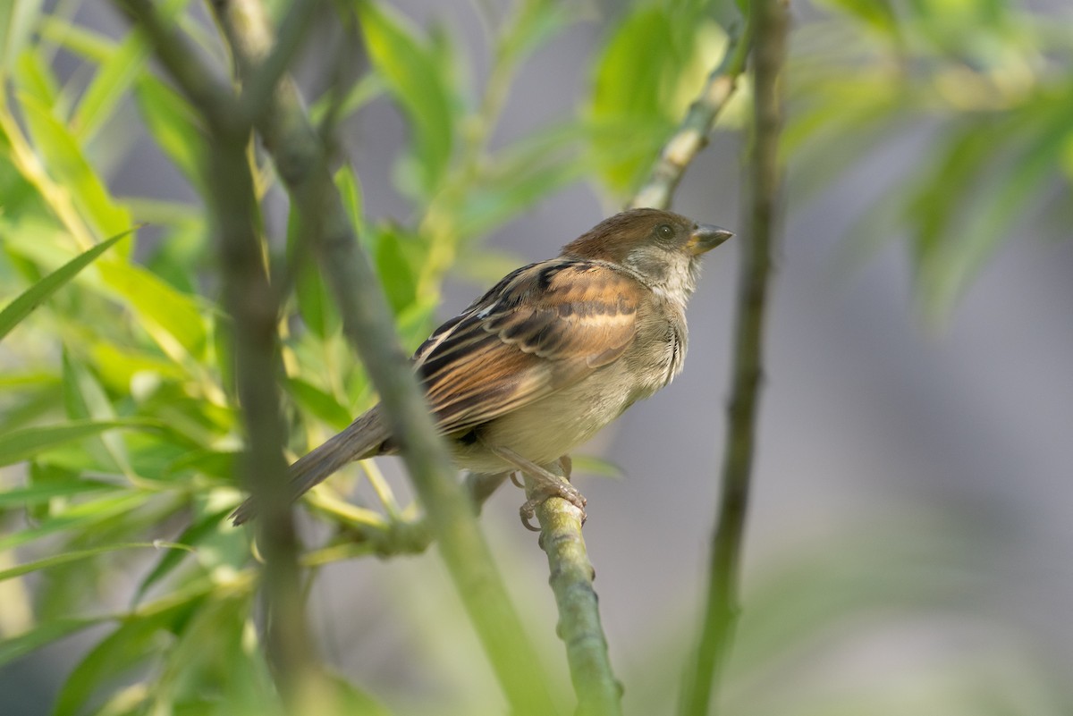 Eurasian Tree Sparrow - ML620102370