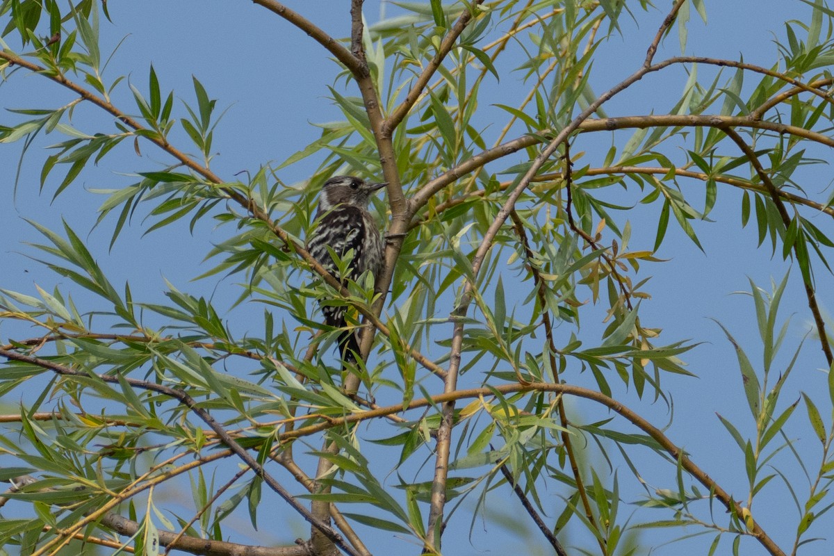 Japanese Pygmy Woodpecker - ML620102387