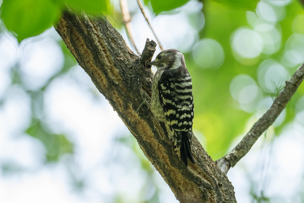 Japanese Pygmy Woodpecker - ML620102401
