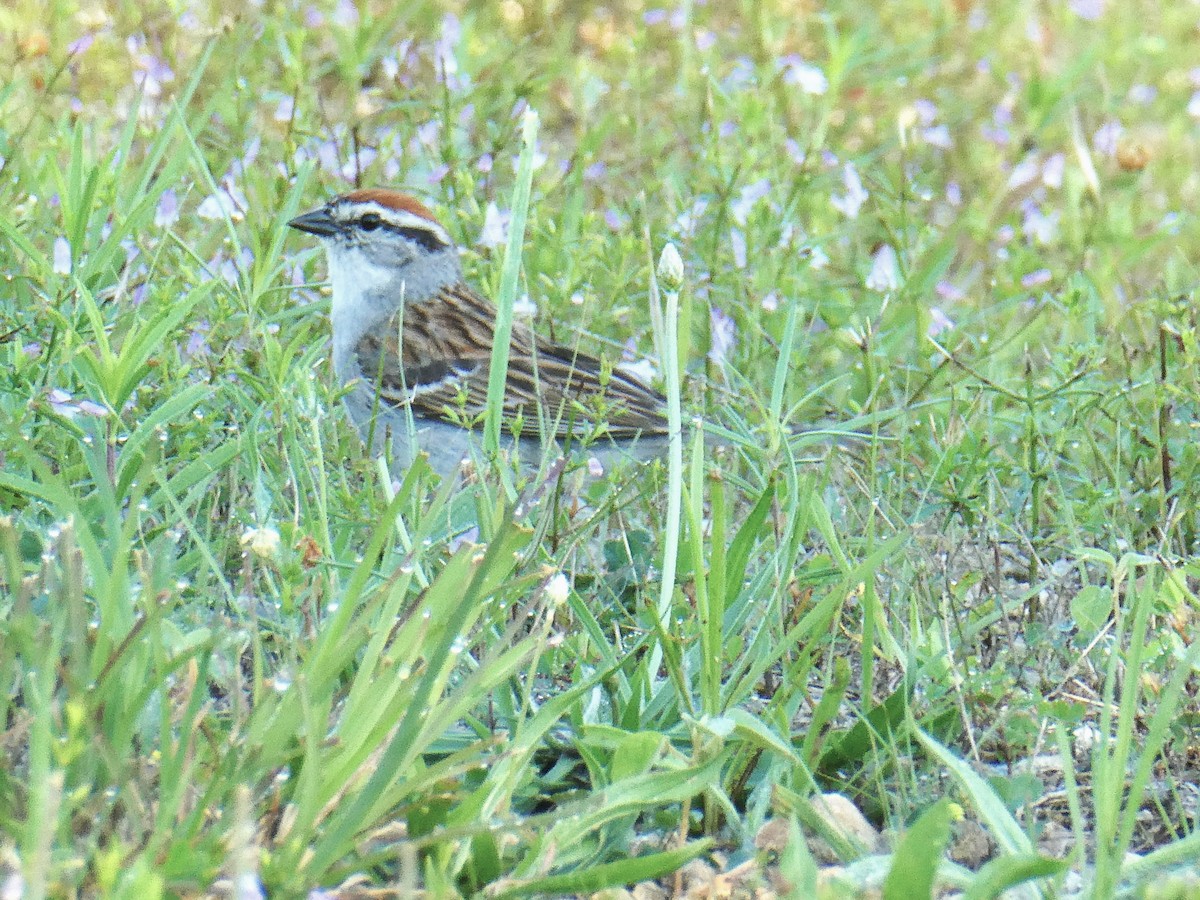 Chipping Sparrow - ML620102421