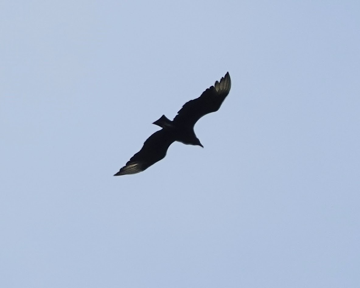Black Vulture - ML620102427