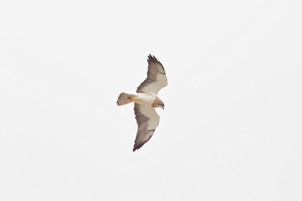 White-tailed Hawk - ML620102428