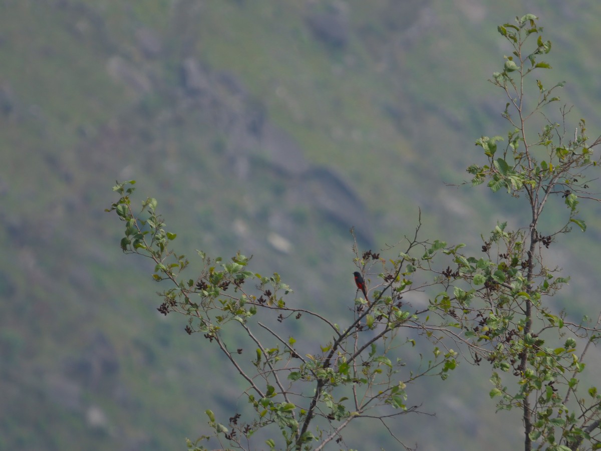 Scarlet Minivet - ML620102432