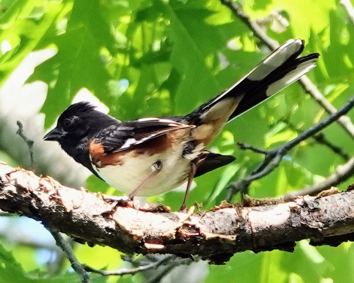 ワキアカトウヒチョウ - ML620102471