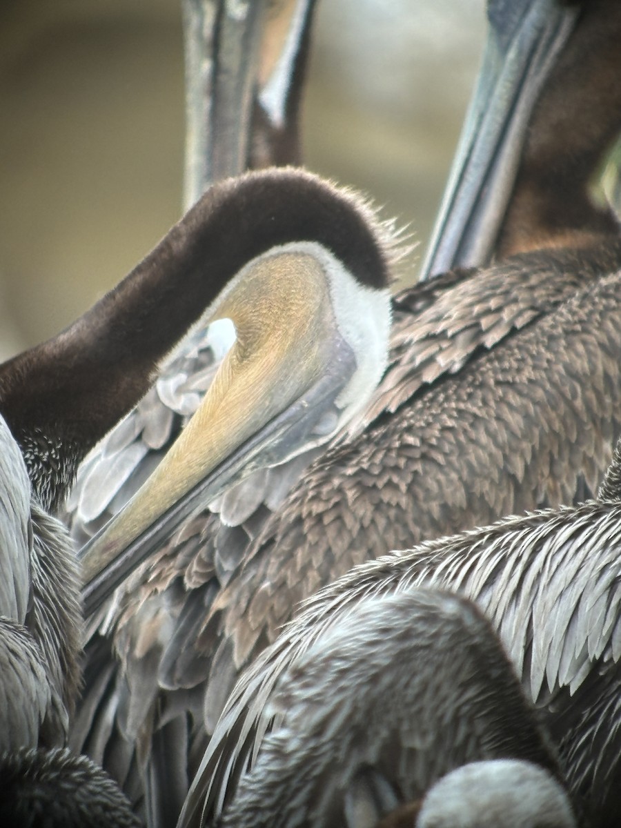 pelikán hnědý - ML620102473