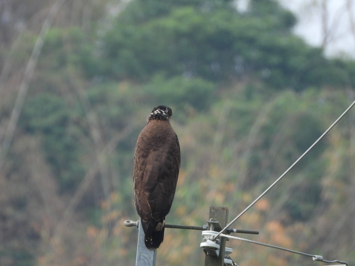 Crested Serpent-Eagle - ML620102474