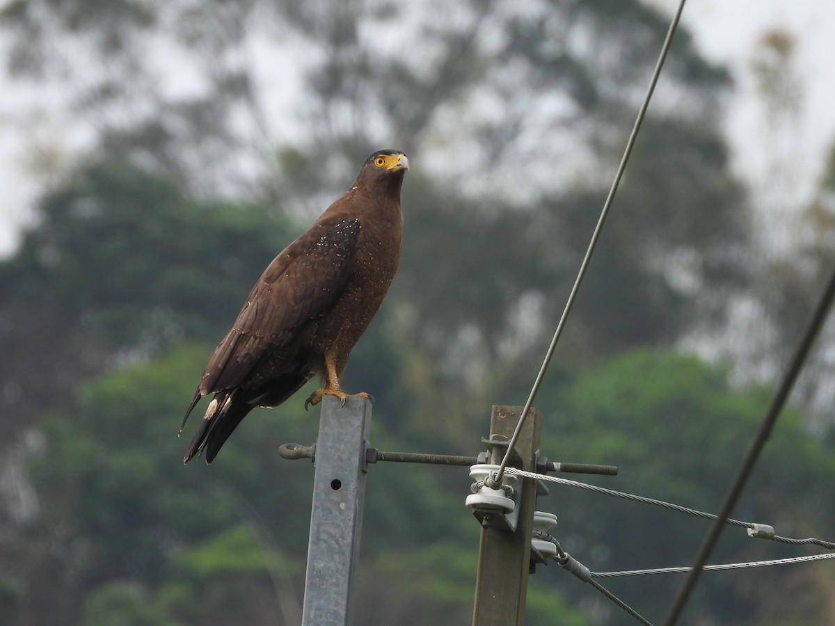 Crested Serpent-Eagle - ML620102476