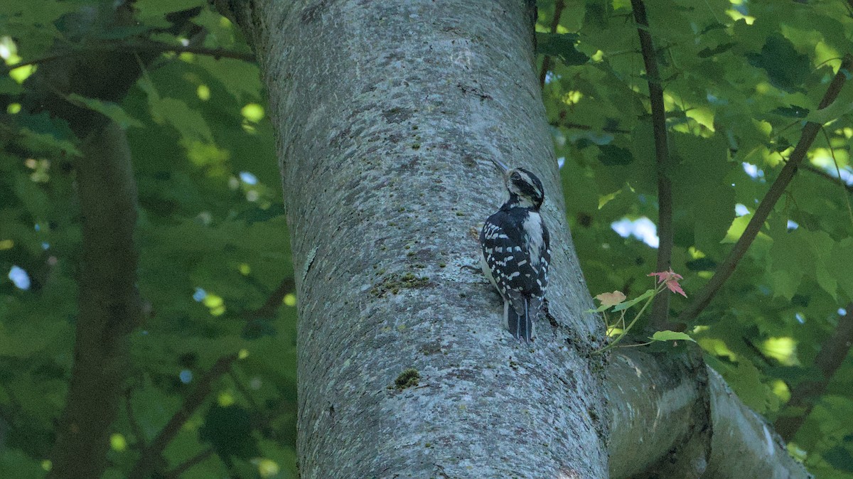 Hairy Woodpecker - ML620102479