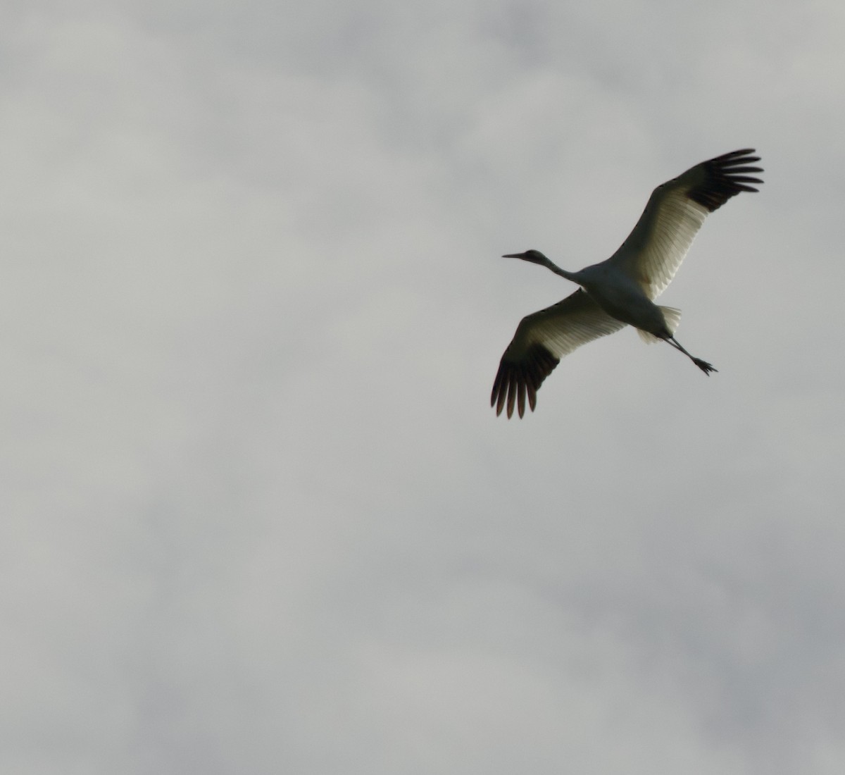 Grue blanche - ML620102481