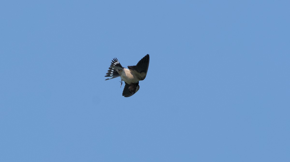 Barn Swallow - ML620102482