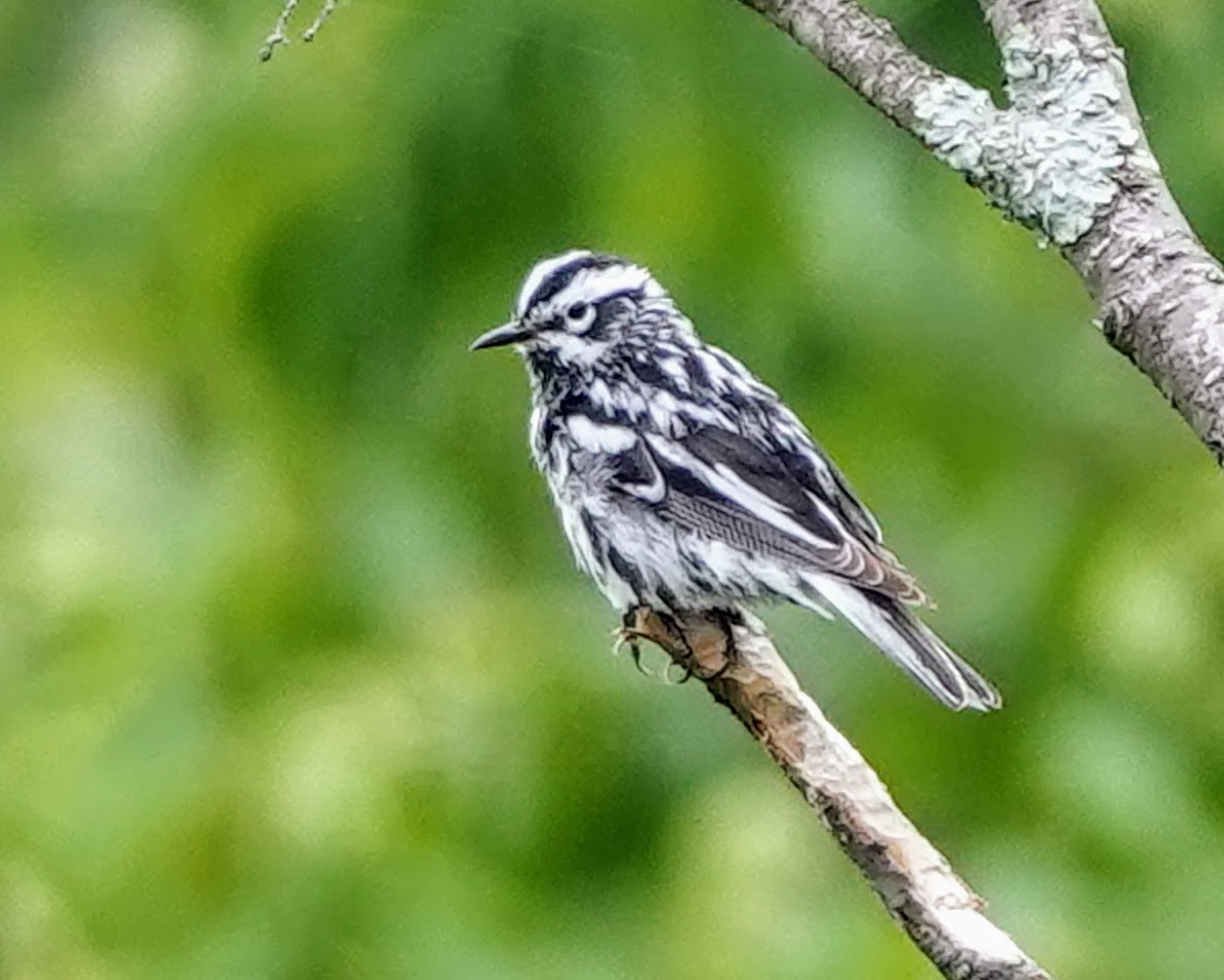 Black-and-white Warbler - ML620102490