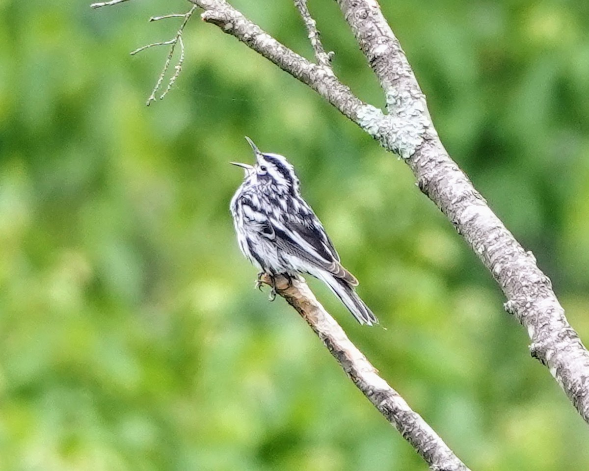 Black-and-white Warbler - ML620102491