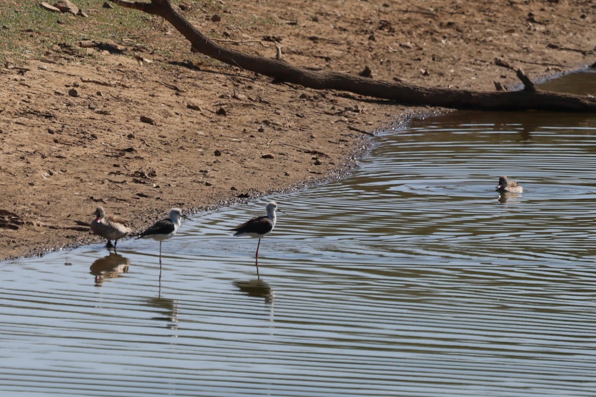 Cape Teal - ML620102495