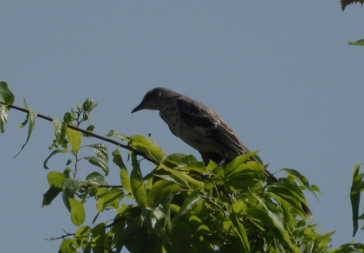 Northern Mockingbird - ML620102496