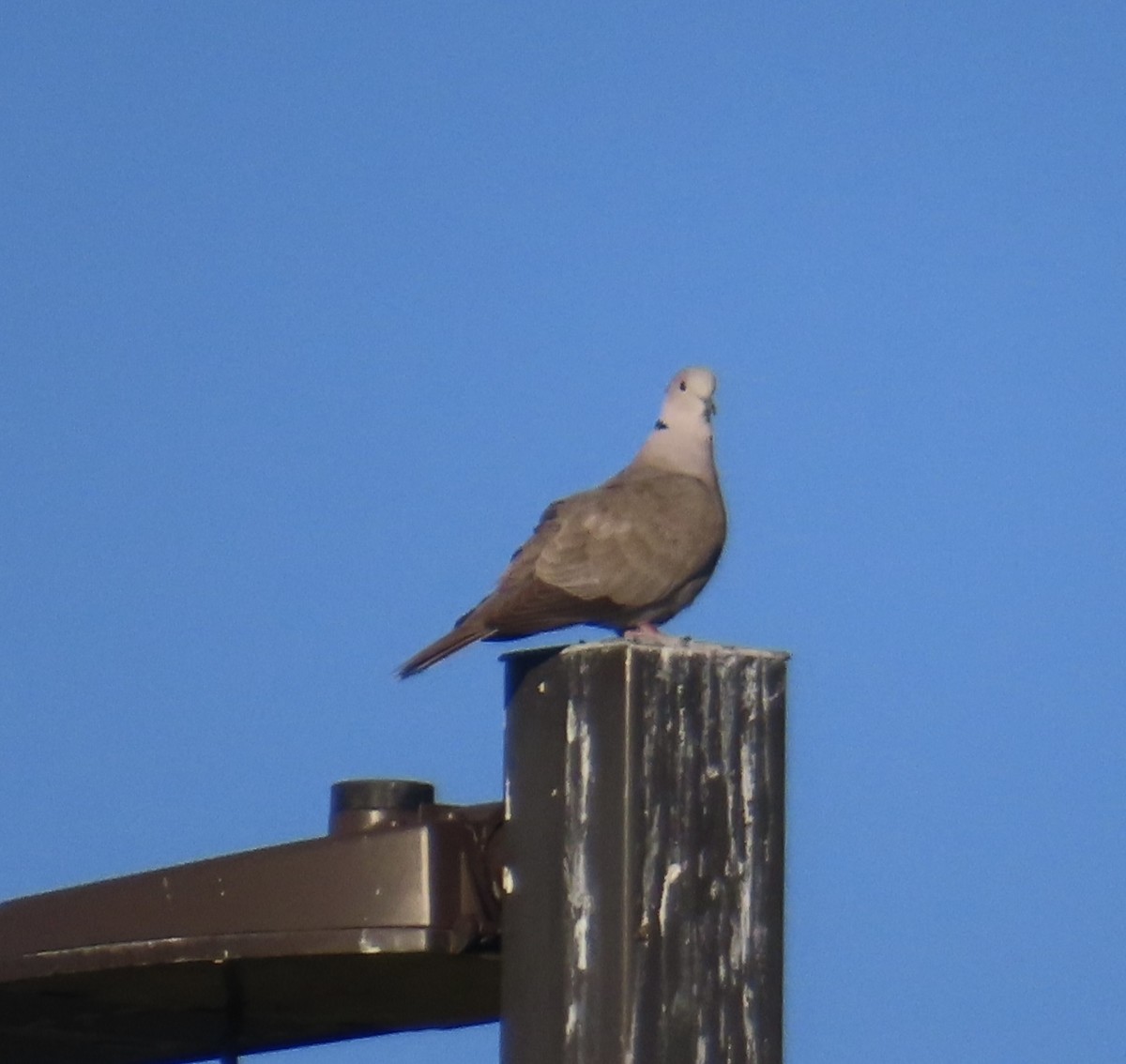 Eurasian Collared-Dove - ML620102516