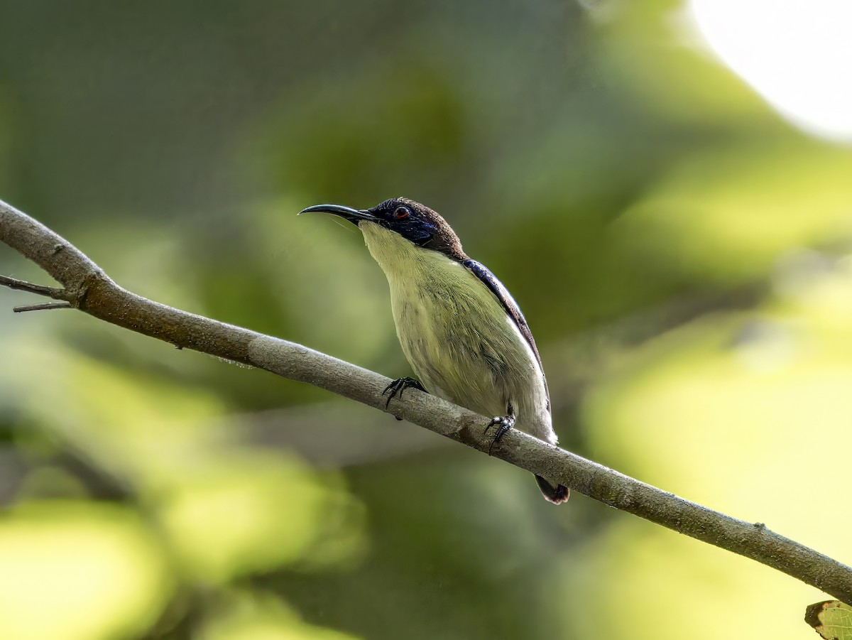 Glanzflügel-Nektarvogel (Boholnektarvogel) - ML620102519