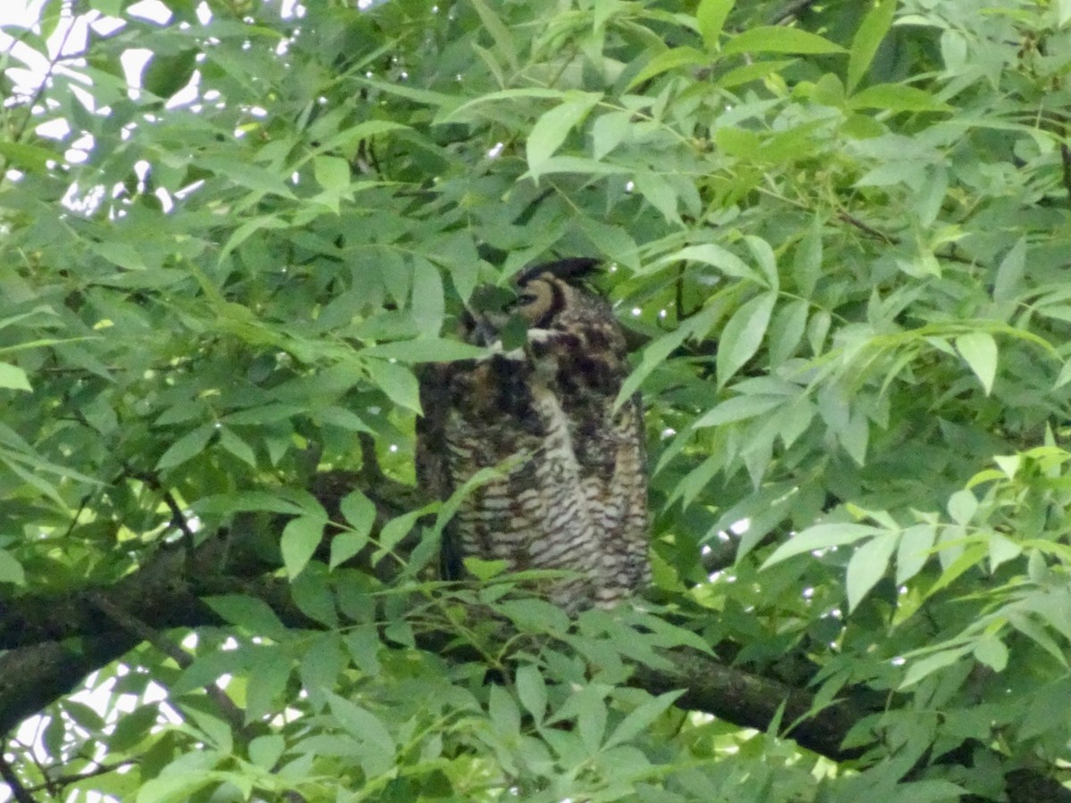 Great Horned Owl - ML620102534