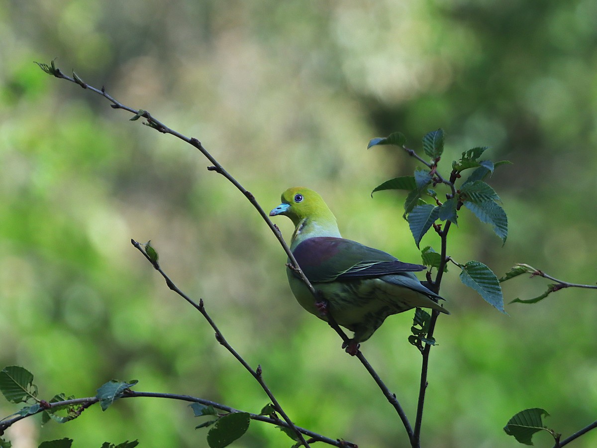 Wedge-tailed Green-Pigeon - ML620102544