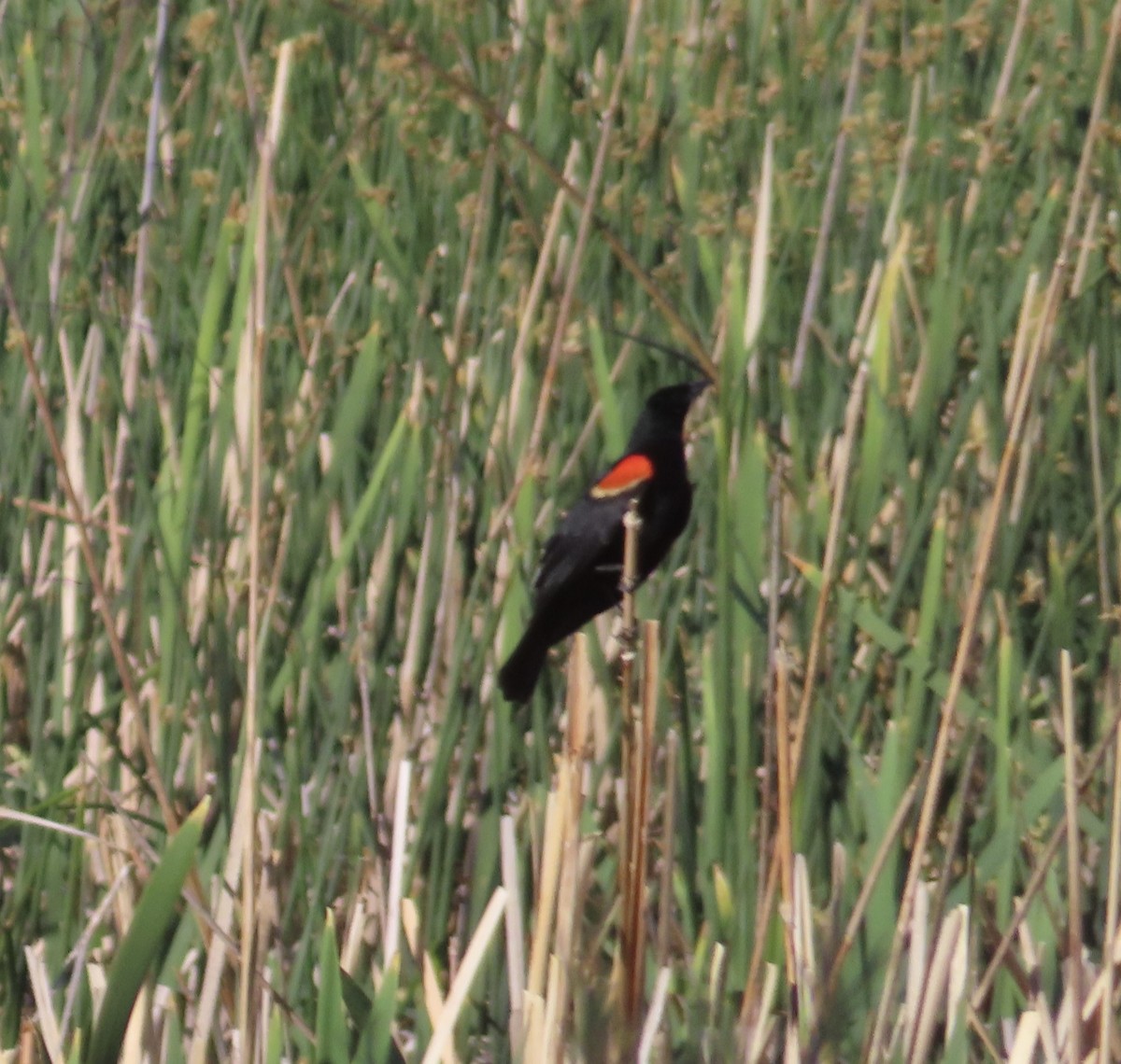 Red-winged Blackbird - ML620102563