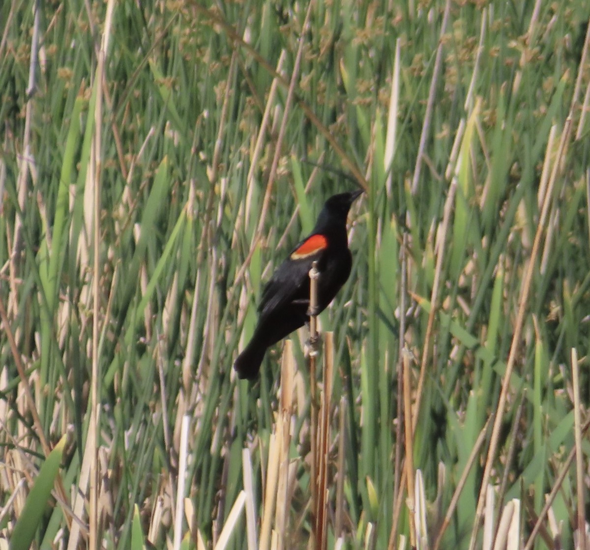 Red-winged Blackbird - ML620102564