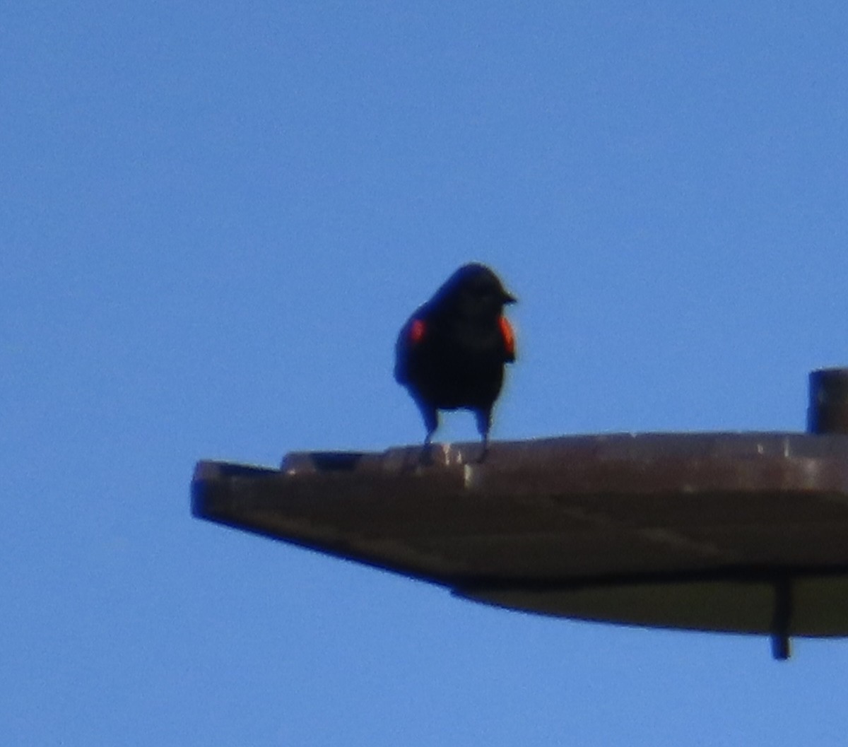 Red-winged Blackbird - ML620102565