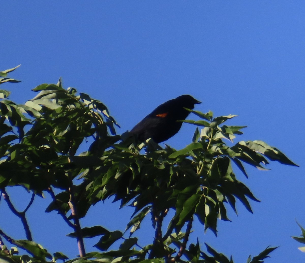 Red-winged Blackbird - ML620102566