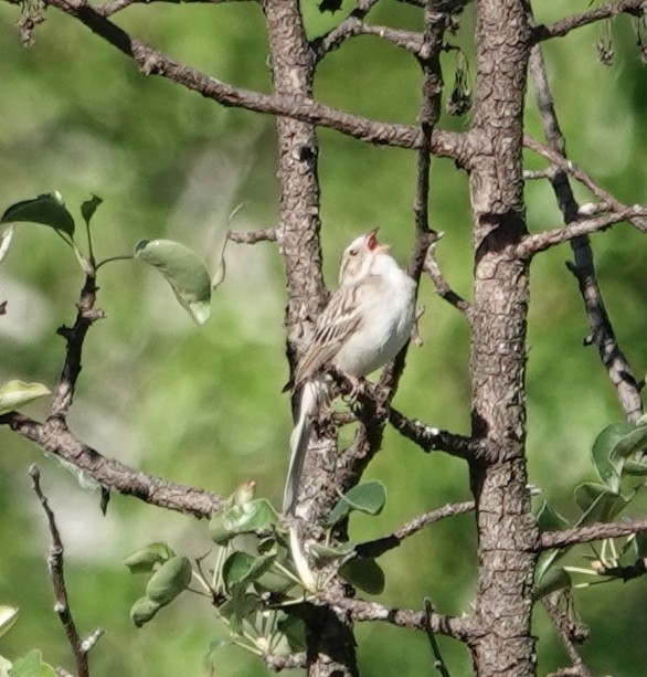 Clay-colored Sparrow - ML620102567